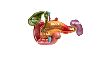 Diagram of a pancreas